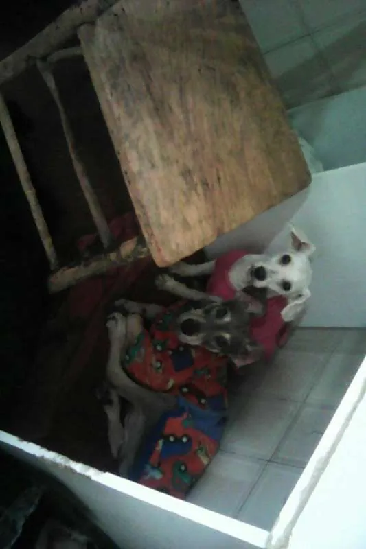 Cachorro ra a poodle toy idade 3 anos nome Lolita