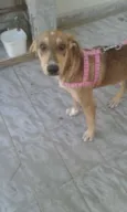 Lolita