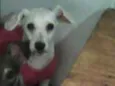 Lolita