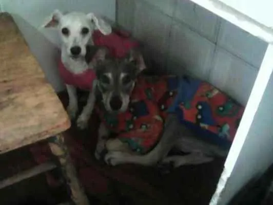 Cachorro ra a poodle toy idade 3 anos nome Lolita