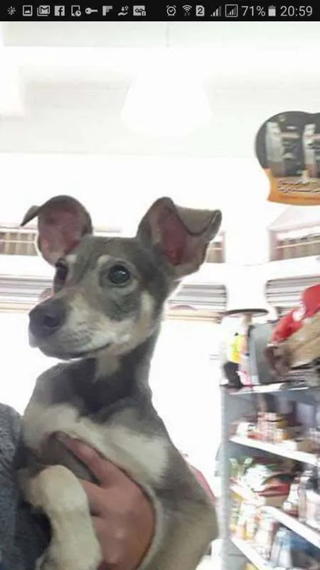 Cachorro ra a srd idade 1 ano nome Duck