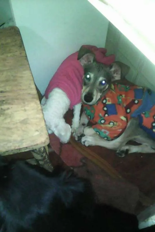 Cachorro ra a srd idade 1 ano nome Duck
