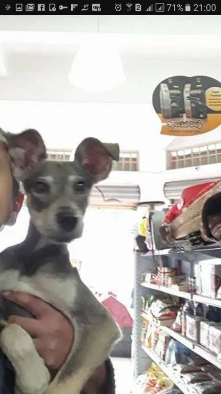 Cachorro ra a srd idade 1 ano nome Duck