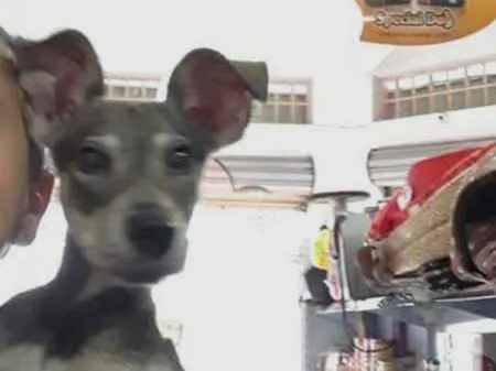 Cachorro ra a srd idade 1 ano nome Duck