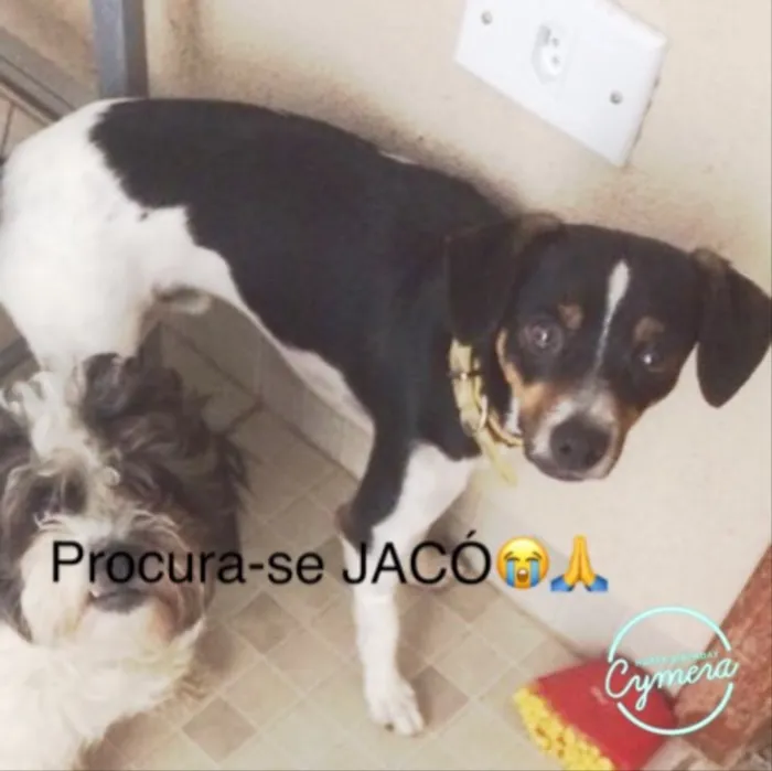 Cachorro ra a Fox paulistinha idade 2 anos nome Jacó