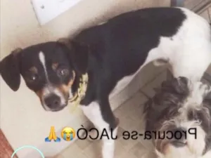 Cachorro raça Fox paulistinha idade 2 anos nome Jacó