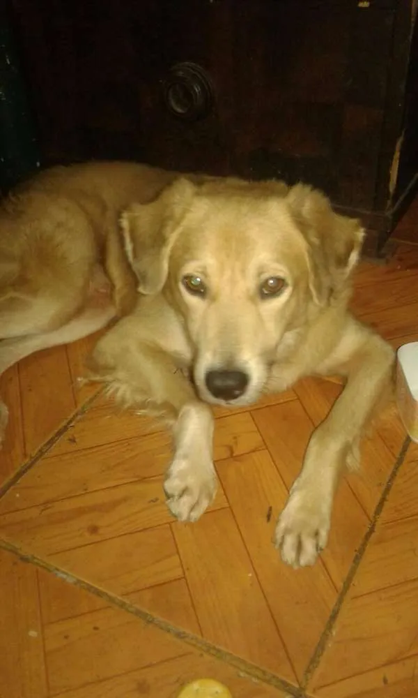 Cachorro ra a Não sei a raça  idade 1 ano nome Sem nome