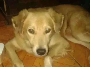 Cachorro raça Não sei a raça  idade 1 ano nome Sem nome