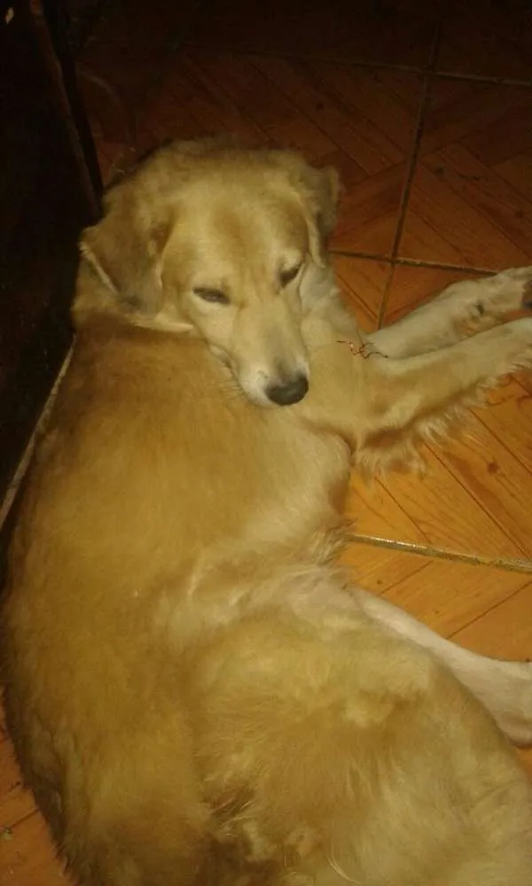 Cachorro ra a Não sei a raça  idade 1 ano nome Sem nome
