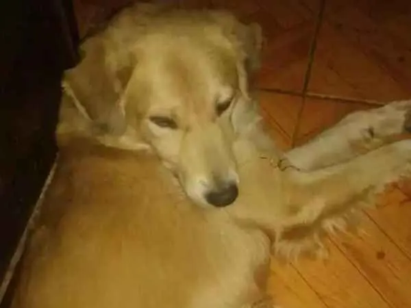 Cachorro ra a Não sei a raça  idade 1 ano nome Sem nome