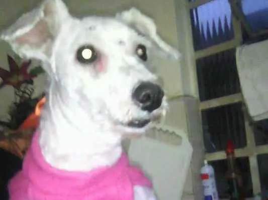 Cachorro ra a poodle toy idade 3 anos nome Lolita