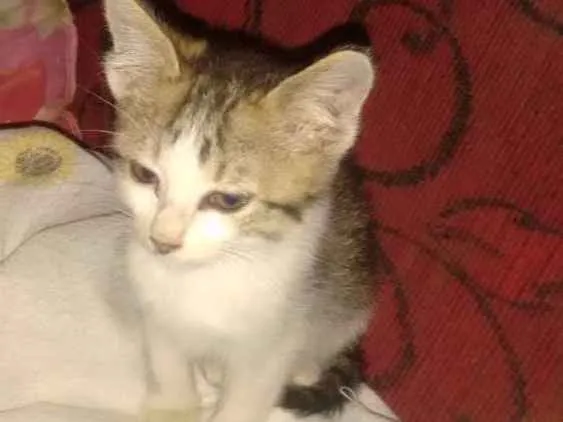 Gato ra a Vira lata idade 2 a 6 meses nome Não tem
