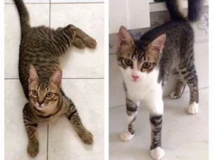 Gato raça srd idade 7 a 11 meses nome Tom e Mafalda