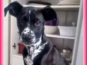 Cachorro raça SRD idade 2 a 6 meses nome Buma