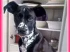 Cachorro raça SRD idade 2 a 6 meses nome Buma
