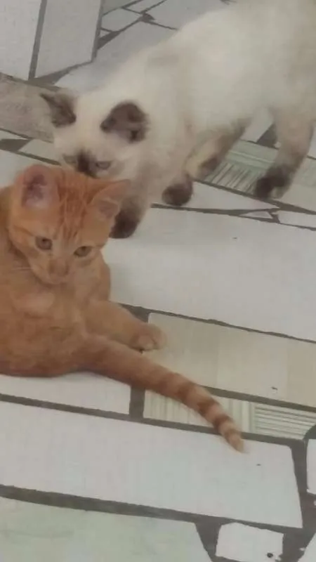 Gato raça srd idade 2 a 6 meses nome amarelinho