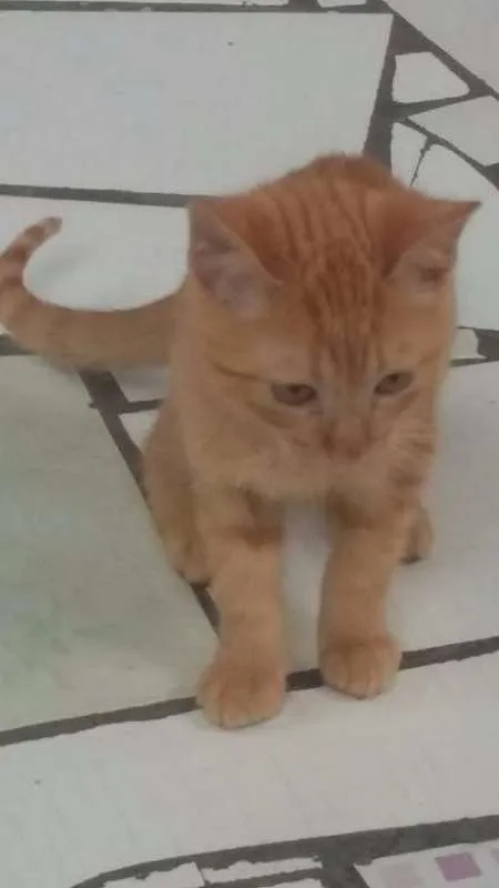 Gato raça srd idade 2 a 6 meses nome amarelinho