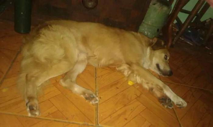 Cachorro ra a Não sei a raça  idade 1 ano nome Sem nome
