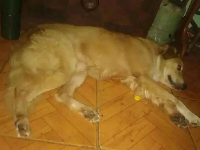 Cachorro ra a Não sei a raça  idade 1 ano nome Sem nome