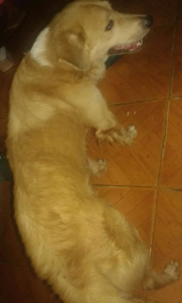 Cachorro ra a Não sei a raça  idade 1 ano nome Sem nome