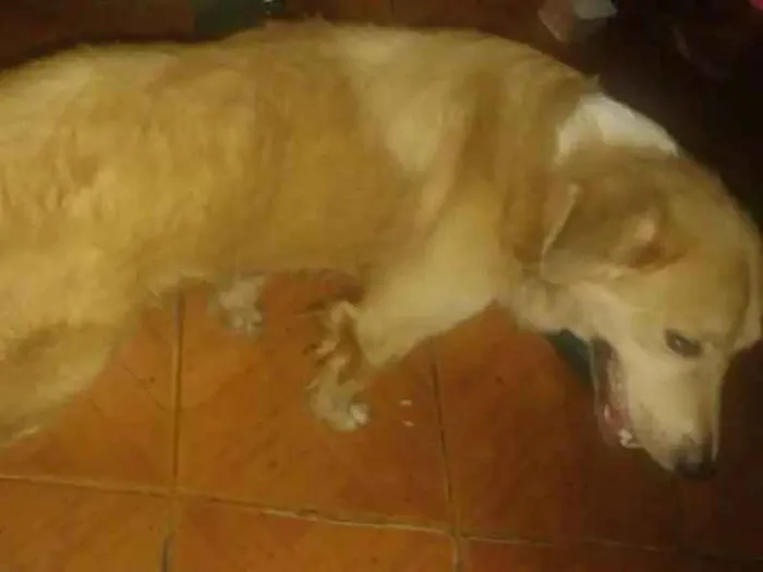 Cachorro ra a Não sei a raça  idade 1 ano nome Sem nome