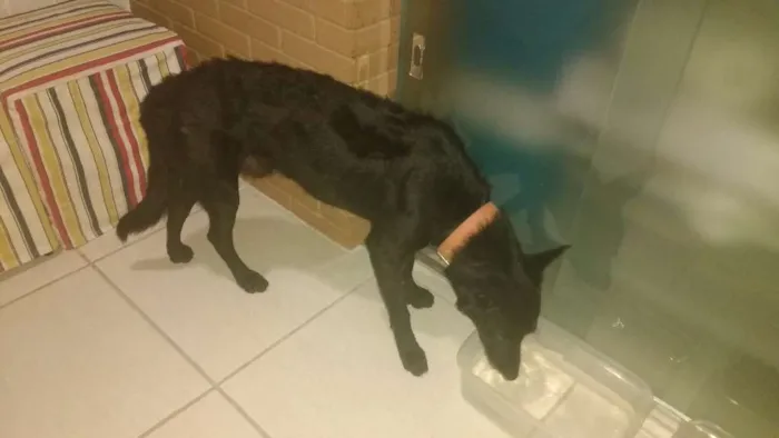 Cachorro raça SRD idade 3 anos nome Preto