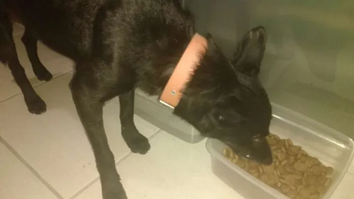 Cachorro raça SRD idade 3 anos nome Preto