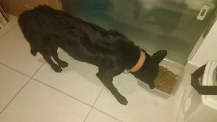Cachorro raça SRD idade 3 anos nome Preto