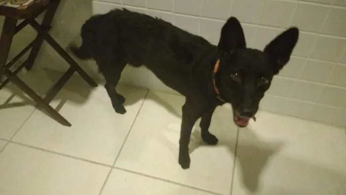 Cachorro raça SRD idade 3 anos nome Preto