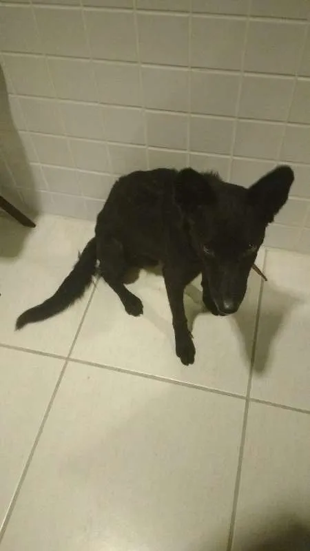 Cachorro raça SRD idade 3 anos nome Preto