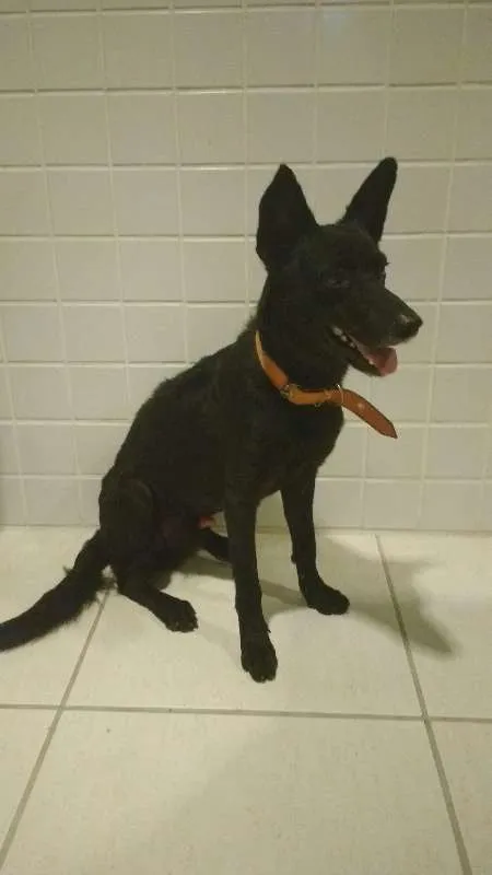 Cachorro raça SRD idade 3 anos nome Preto