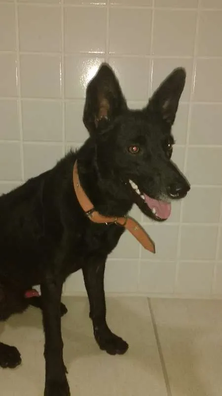 Cachorro raça SRD idade 3 anos nome Preto