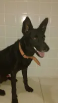Preto