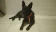 Preto