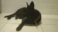 Preto
