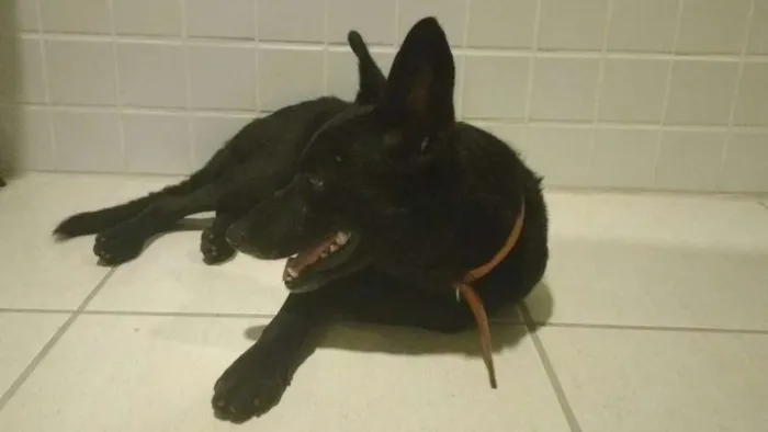 Cachorro raça SRD idade 3 anos nome Preto
