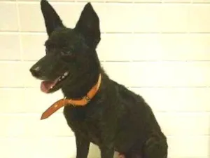 Cachorro raça SRD idade 3 anos nome Preto