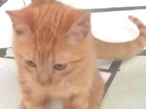 Gato raça srd idade 2 a 6 meses nome amarelinho