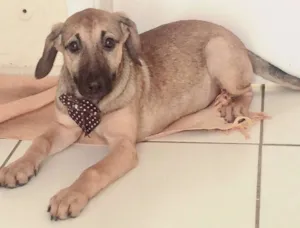 Cachorro raça SRD idade 7 a 11 meses nome BEBEL