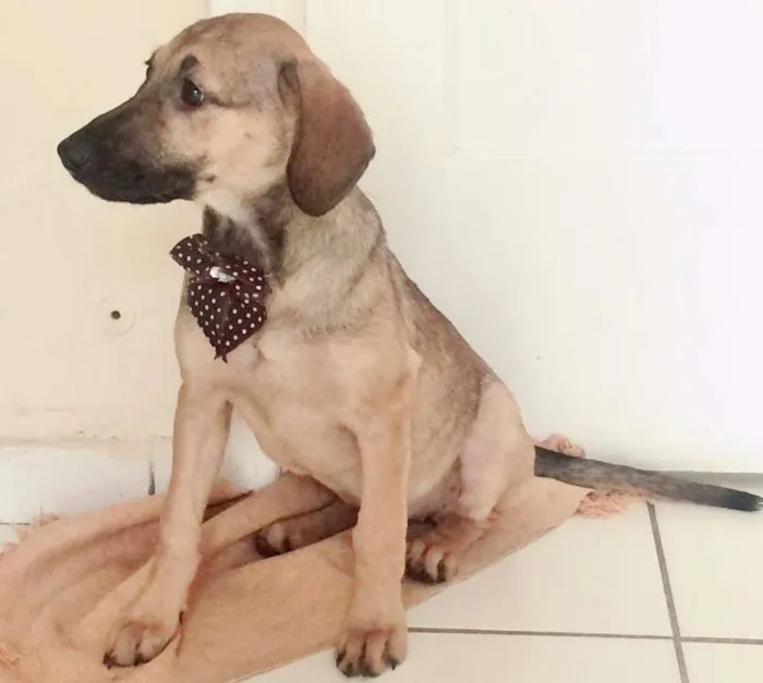 Cachorro ra a SRD idade 7 a 11 meses nome BEBEL