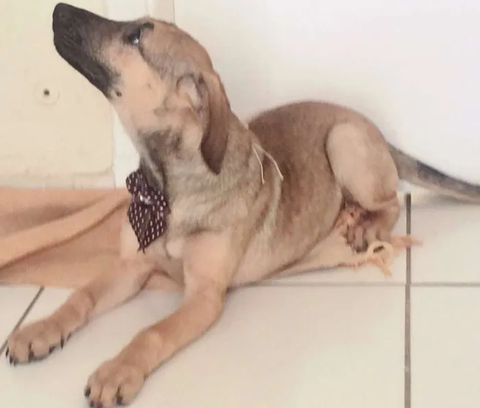 Cachorro ra a SRD idade 7 a 11 meses nome BEBEL