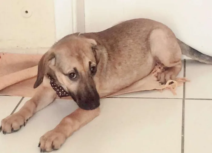 Cachorro ra a SRD idade 7 a 11 meses nome BEBEL