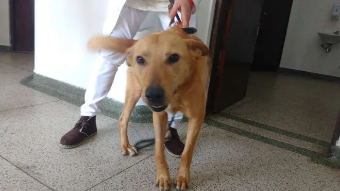 Cachorro ra a Não Sei idade 1 ano nome Buddy