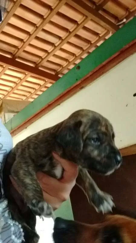 Cachorro ra a sem raça definida idade Abaixo de 2 meses nome sem nome