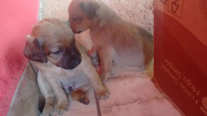 Cachorro ra a sem raça definida idade Abaixo de 2 meses nome sem nome