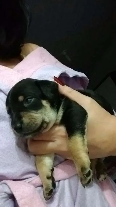 Cachorro ra a sem raça definida idade Abaixo de 2 meses nome sem nome