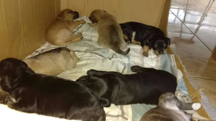 Cachorro ra a sem raça definida idade Abaixo de 2 meses nome sem nome