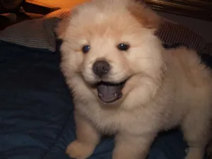 Cachorro raça Chow Chow idade 1 ano nome Feithay