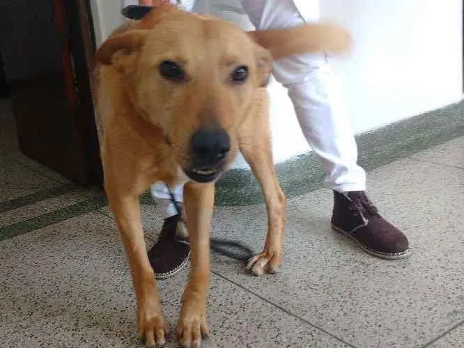 Cachorro ra a Não Sei idade 1 ano nome Buddy