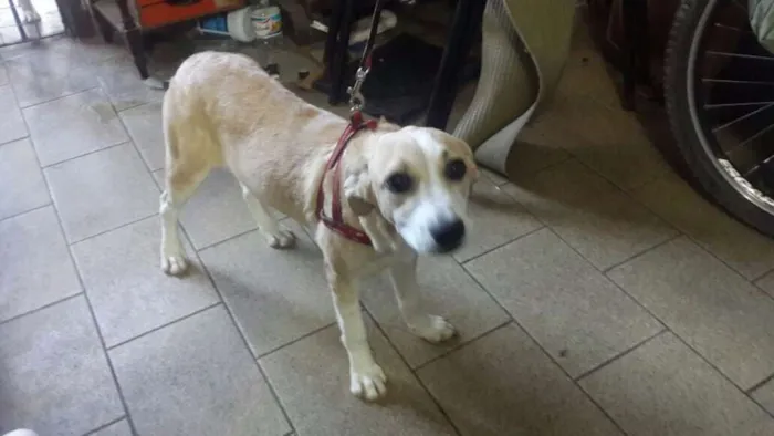 Cachorro ra a SRD idade 2 a 6 meses nome Aninha